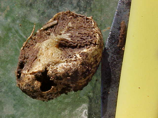 Hymenogaster parksii image
