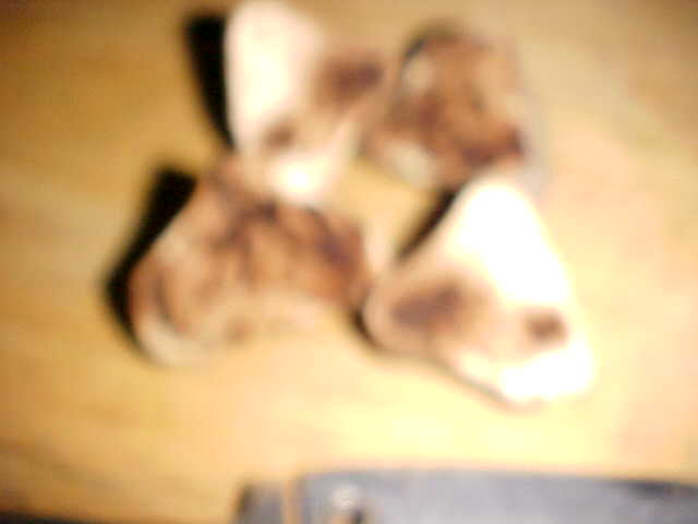Gymnomyces brunnescens image