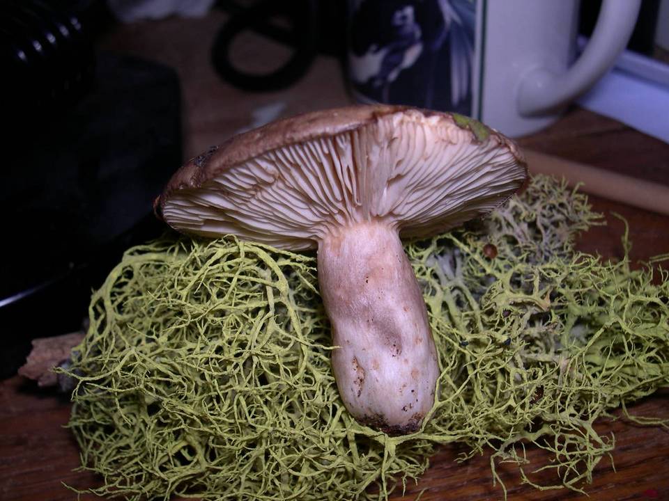 Lactarius glutigriseus image