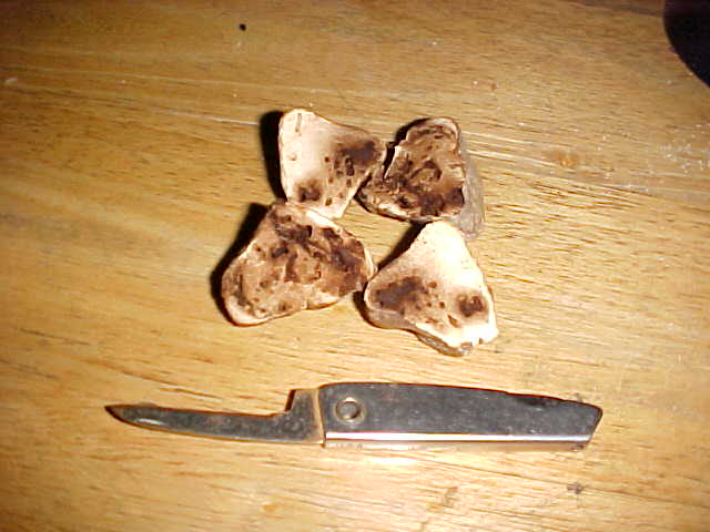 Gymnomyces brunnescens image
