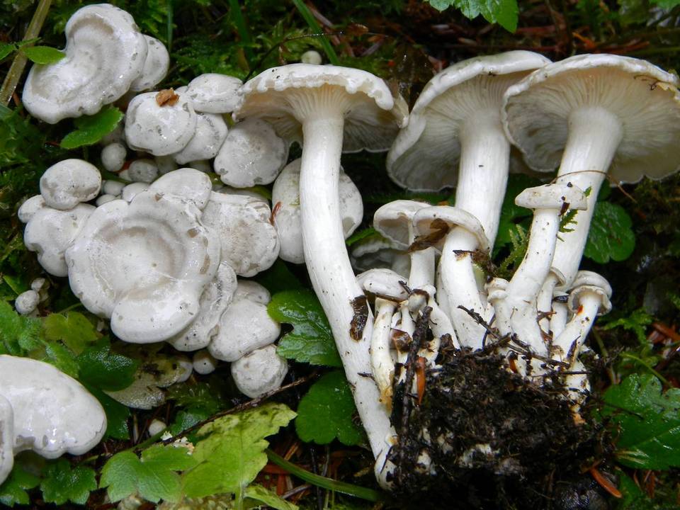 Clitocybe dilatata image