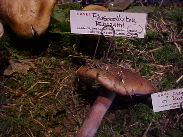 Phaeocollybia redheadii image