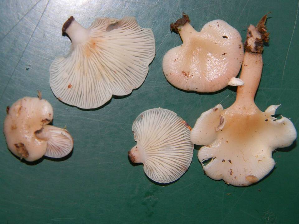 Pleurotopsis longinqua image