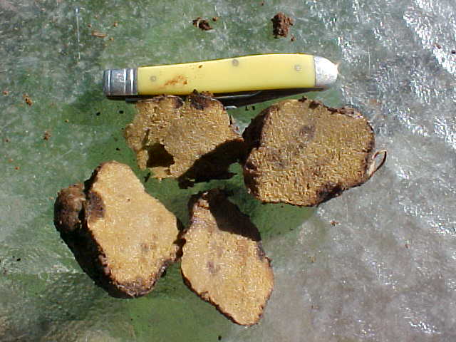 Rhizopogon villosulus image