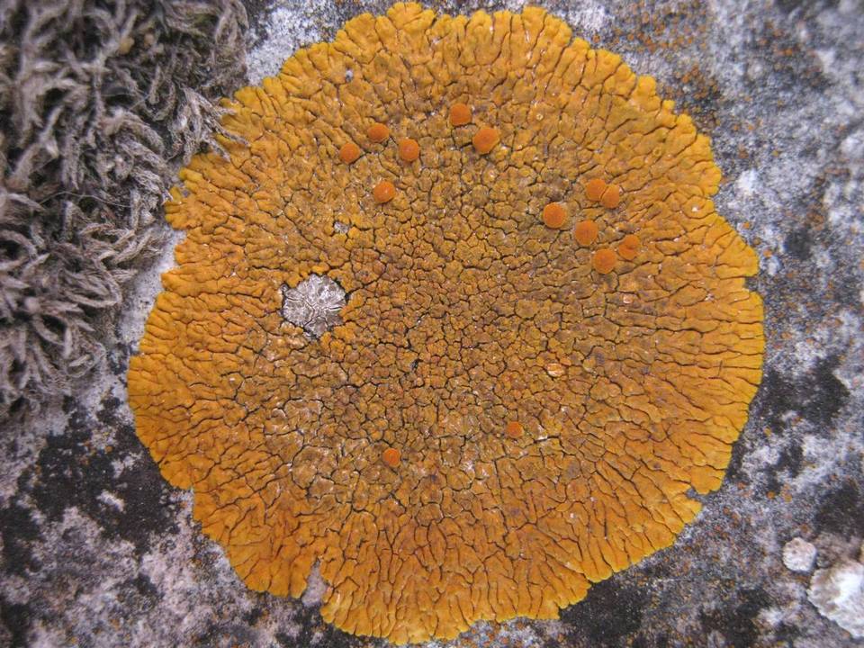 Caloplaca flavescens image