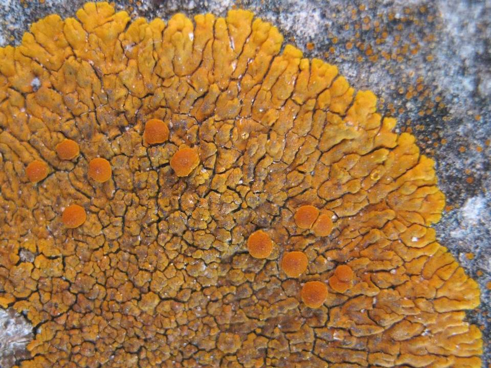 Caloplaca flavescens image