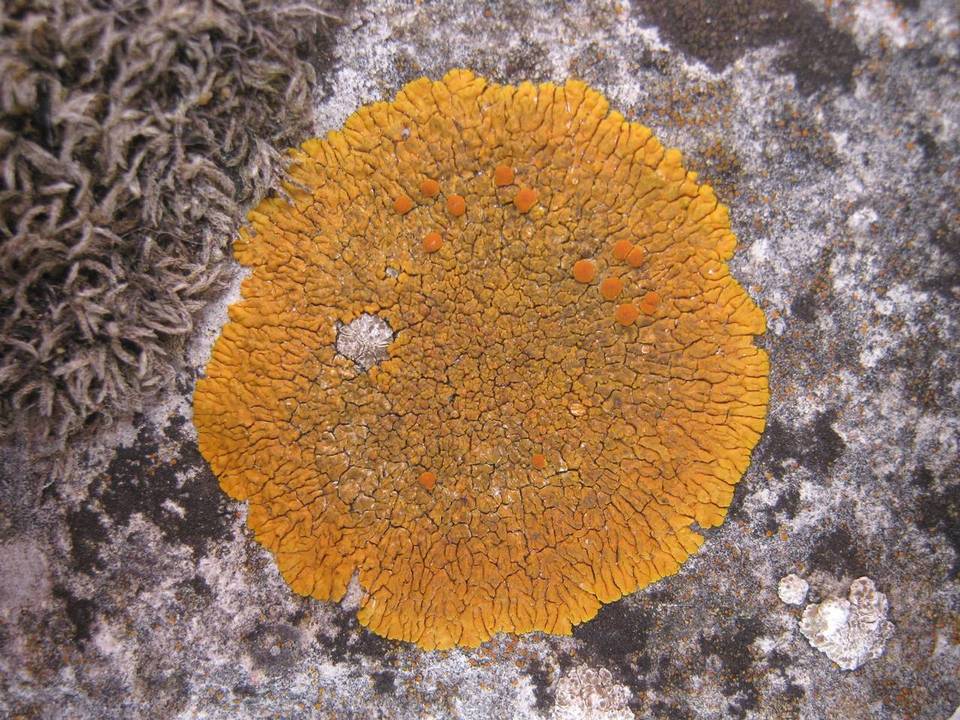 Caloplaca flavescens image