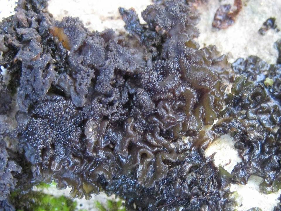 Collema auriforme image