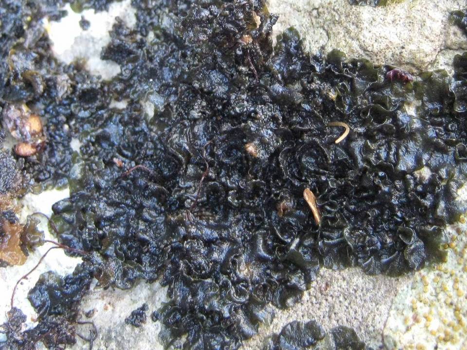Collema auriforme image