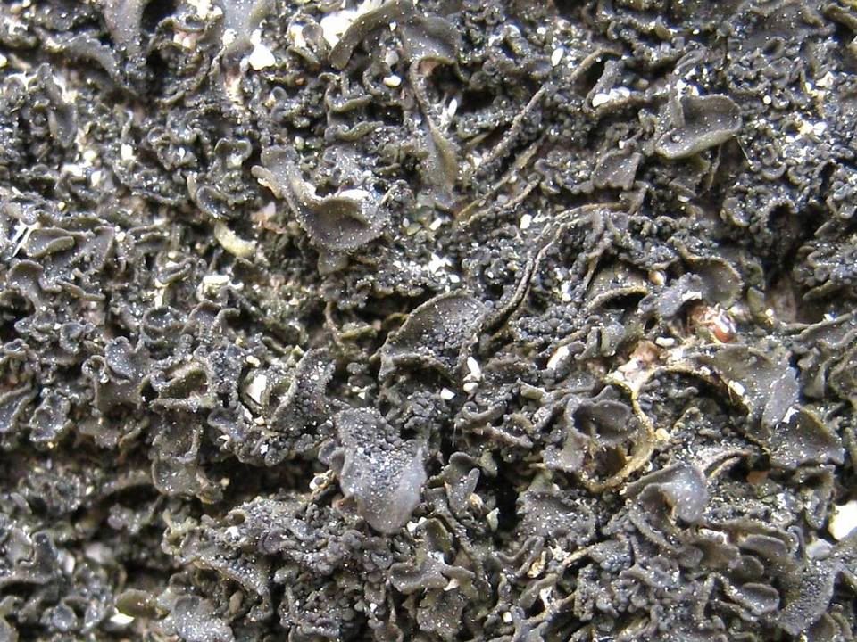 Collema fuscovirens image