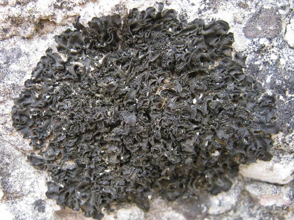 Collema fuscovirens image