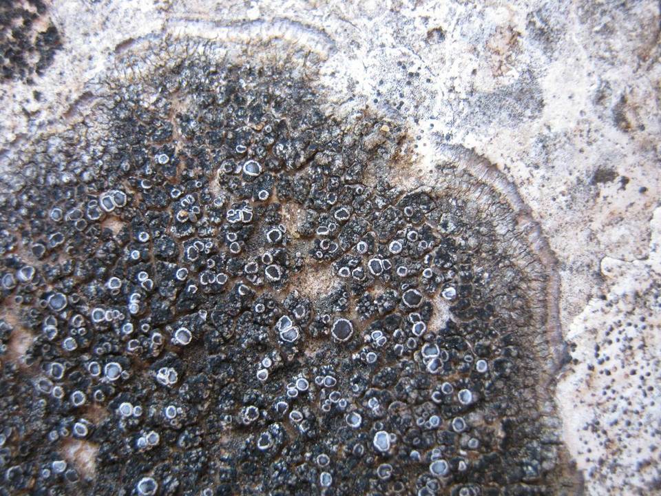 Caloplaca variabilis image
