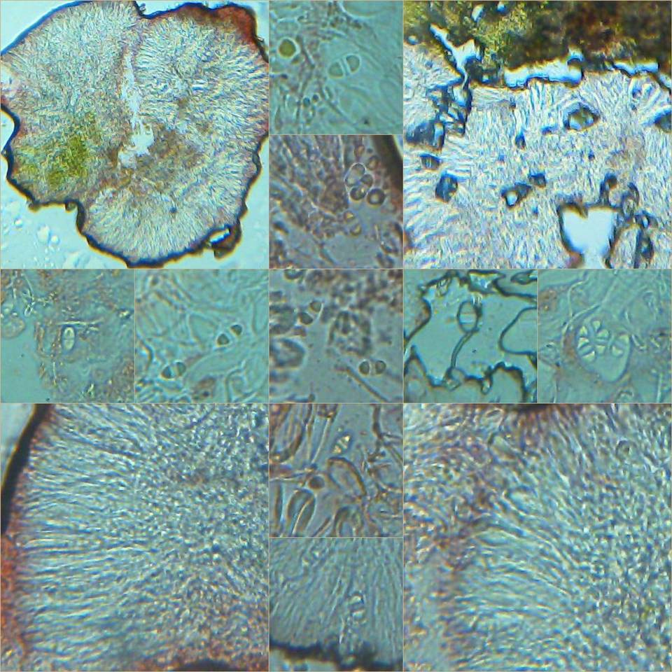 Caloplaca variabilis image