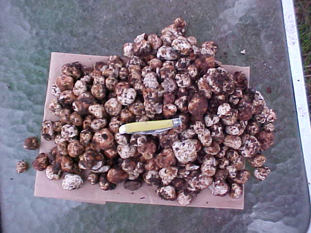 Tuber oregonense image
