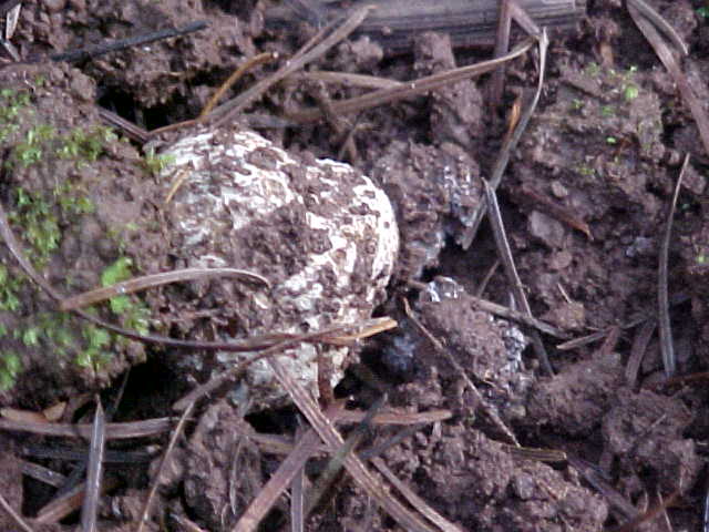 Tuber oregonense image