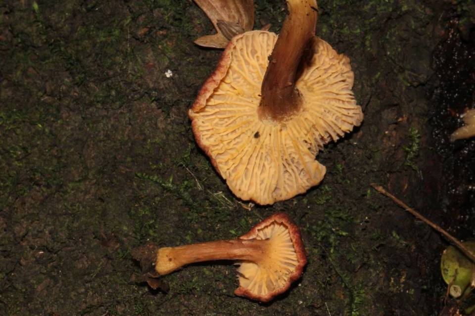 Cantharellus violaceovinosus image