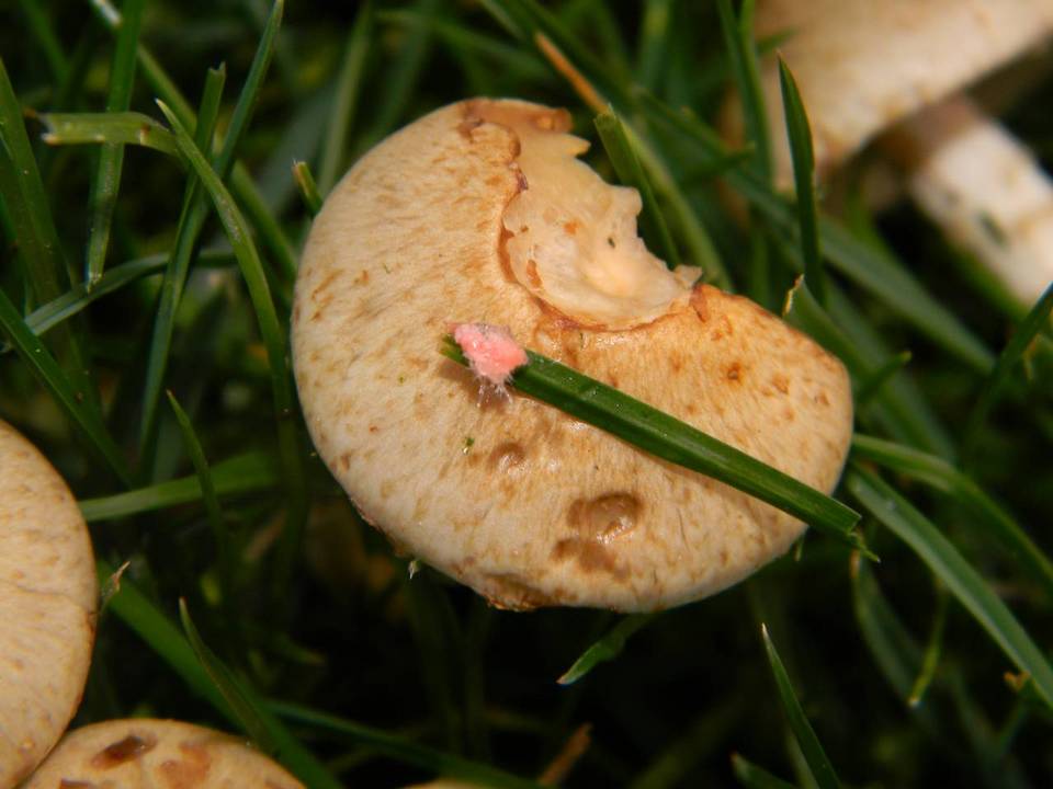 Monographella nivalis var. nivalis image