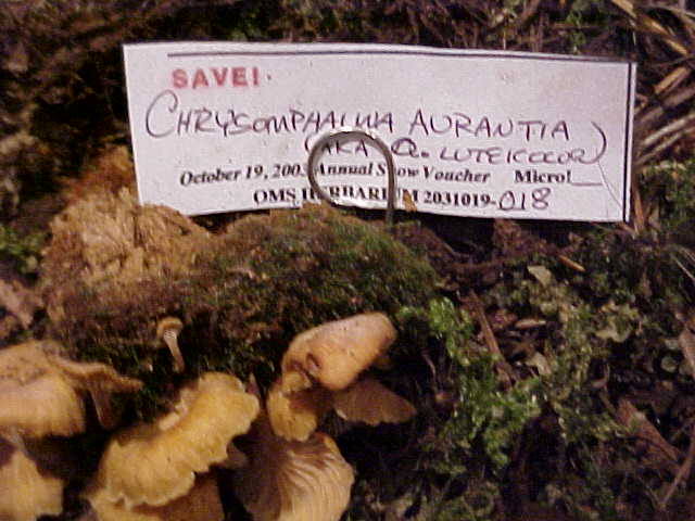 Chrysomphalina aurantiaca image
