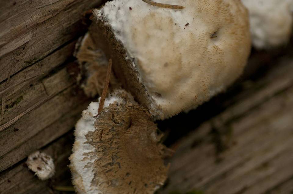 Postia ptychogaster image