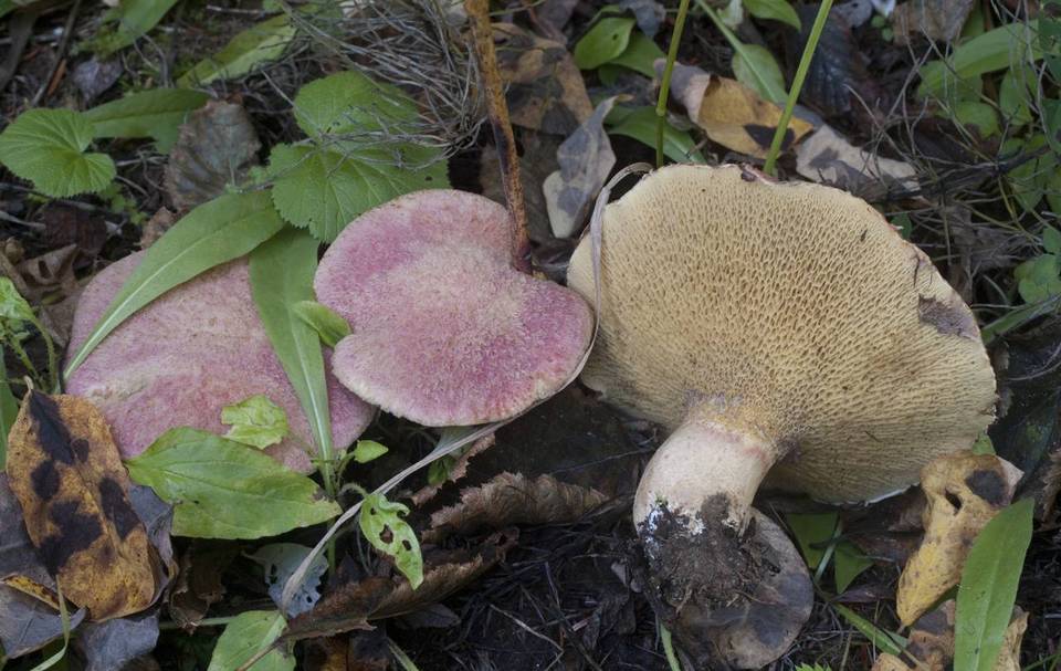 Suillus ochraceoroseus image