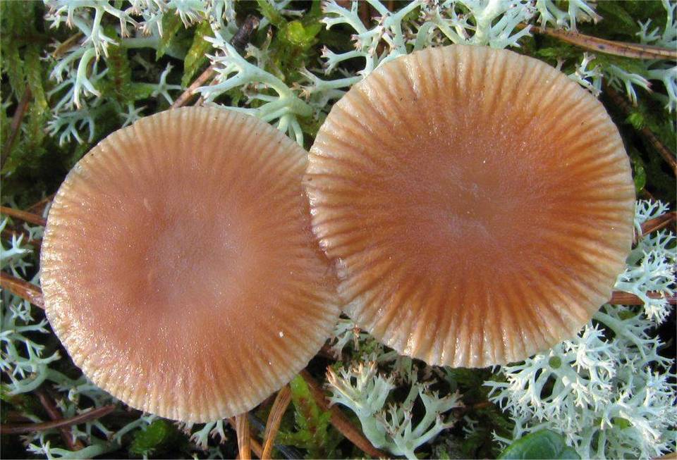 Gymnopus putillus image