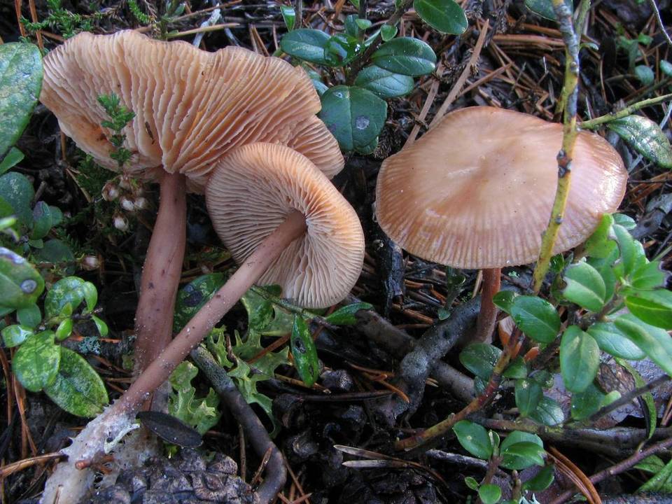 Gymnopus putillus image