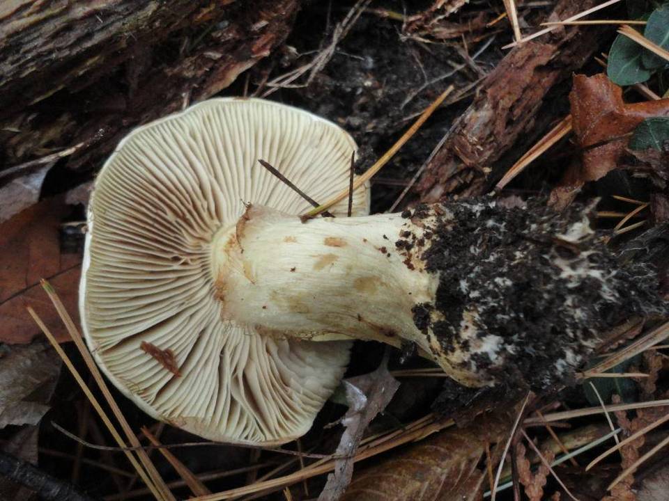 Cortinarius rufo-olivaceus image