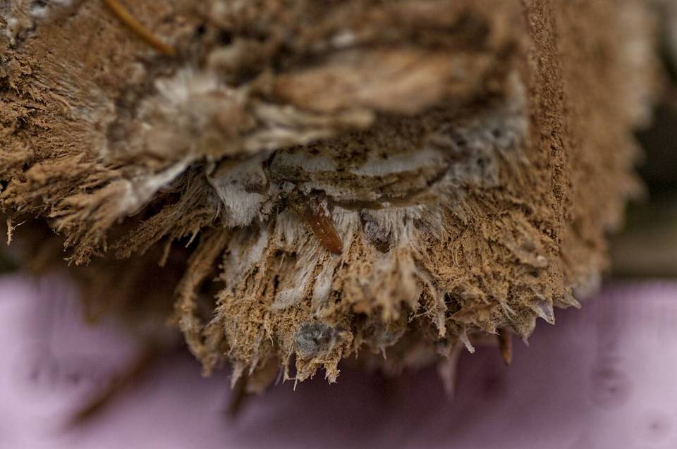 Postia ptychogaster image