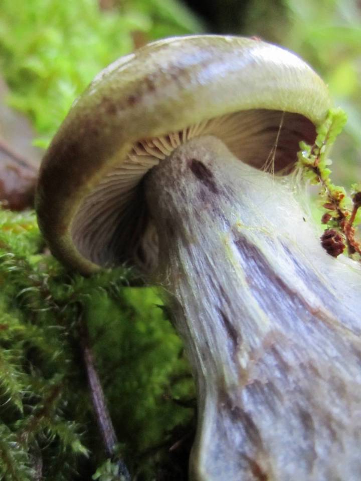 Cortinarius montanus image