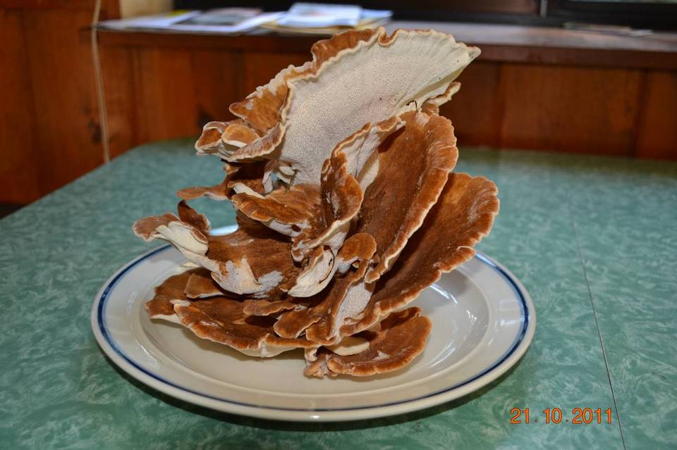 Bondarzewia occidentalis image