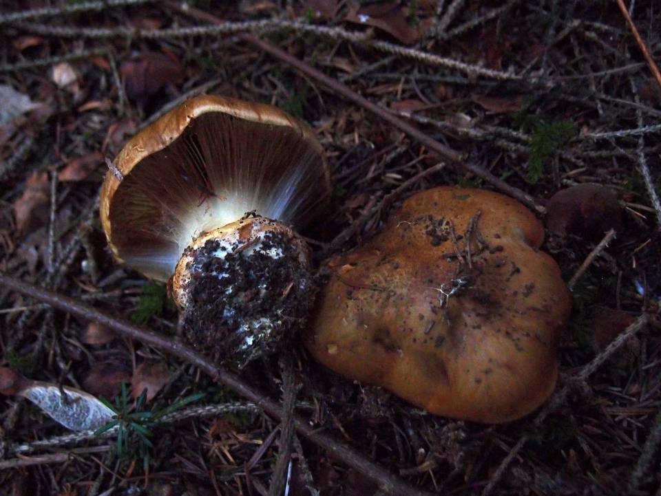 Cortinarius elegantior image