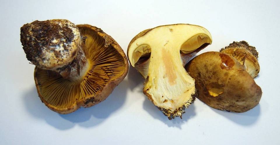Cortinarius elegantior image