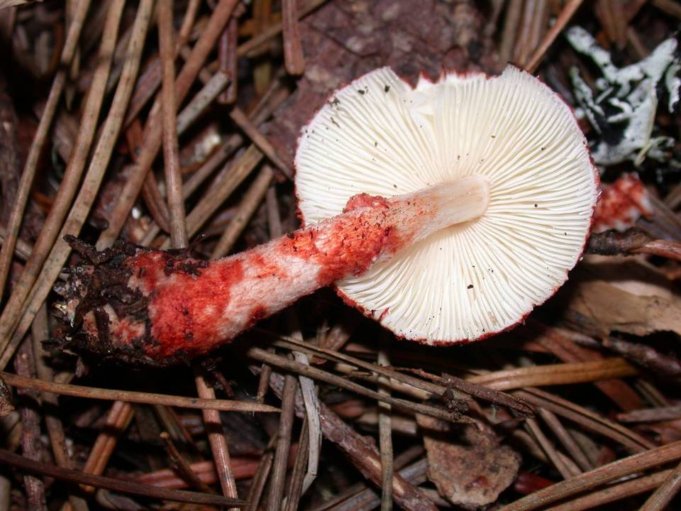 Lepiota flammeatincta image