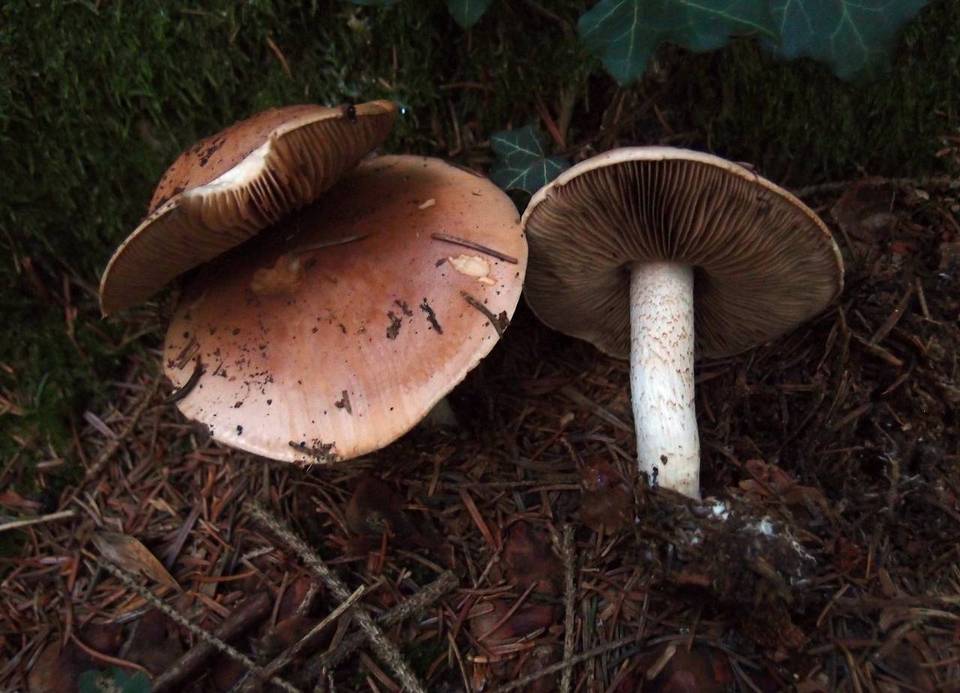 Hebeloma sinapizans image