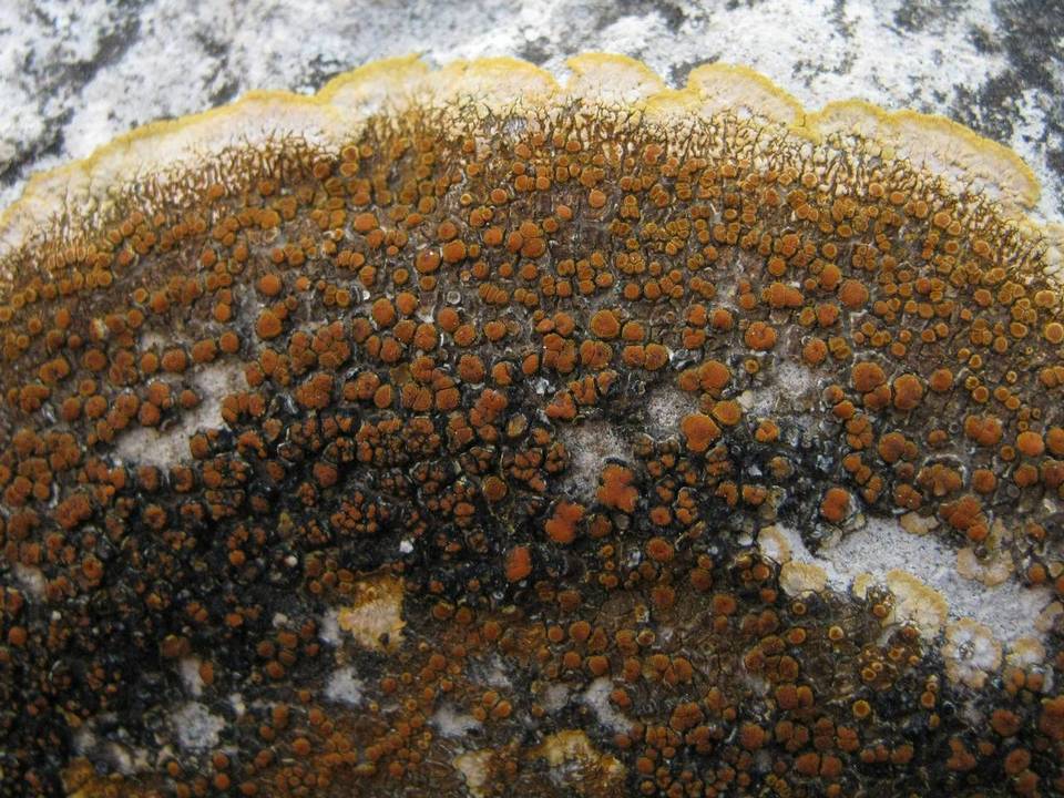 Caloplaca aurantia image