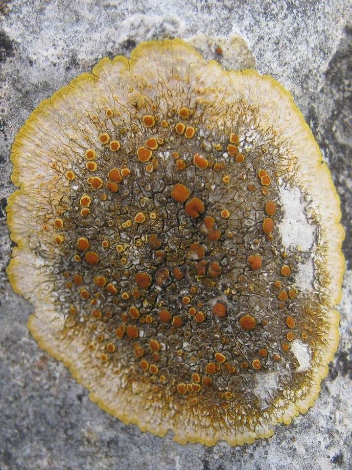 Caloplaca aurantia image