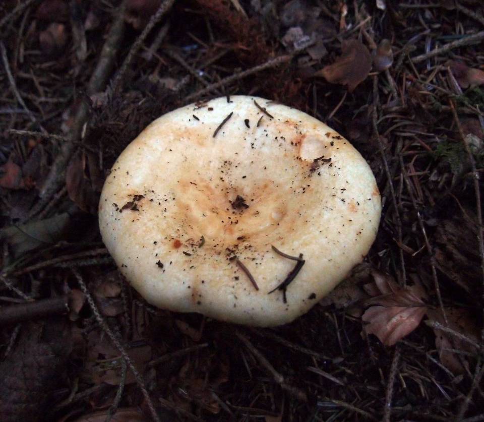 Lactarius intermedius image