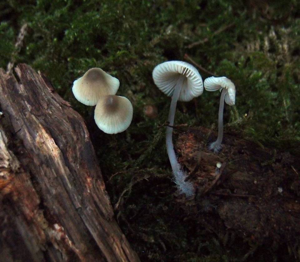 Mycena arcangeliana image