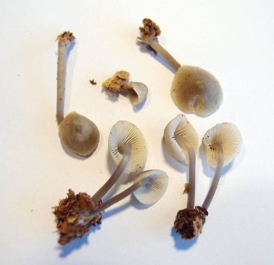 Mycena arcangeliana image