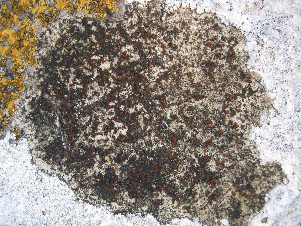 Caloplaca crenularia image