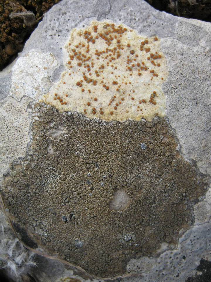 Caloplaca lactea image