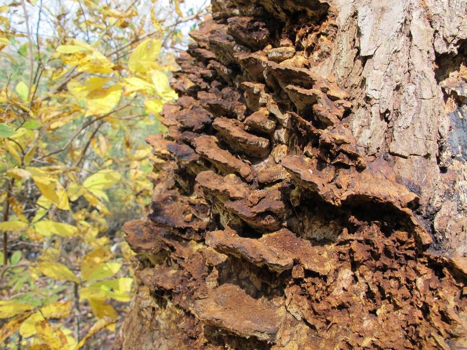 Inonotus glomeratus image