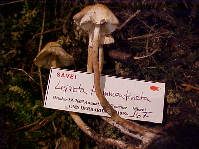 Lepiota flammeatincta image