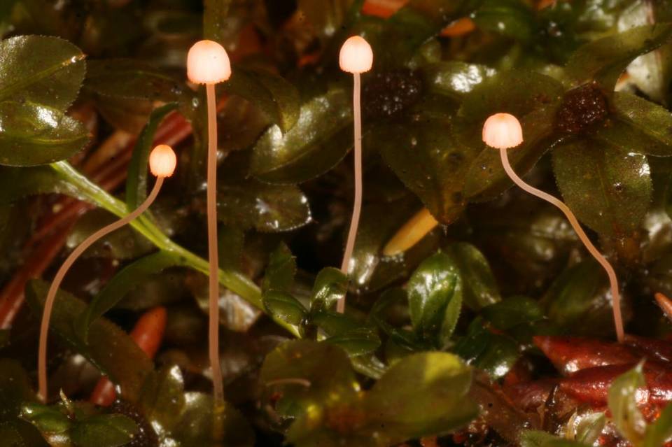 Mycena pterigena image