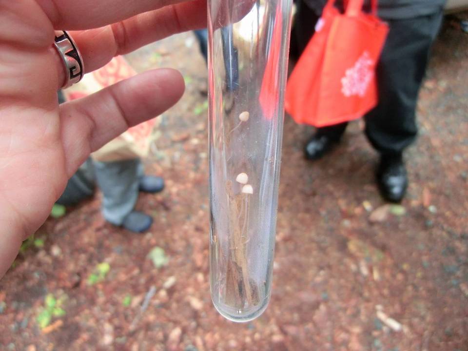 Mycena pterigena image