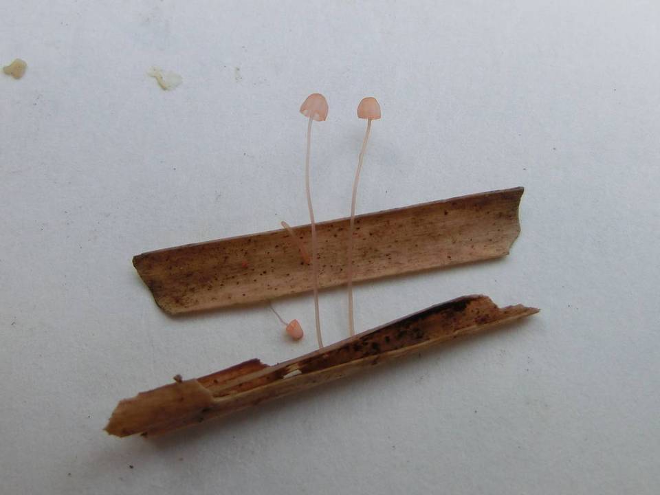 Mycena pterigena image