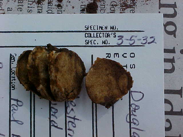 Gymnomyces brunnescens image