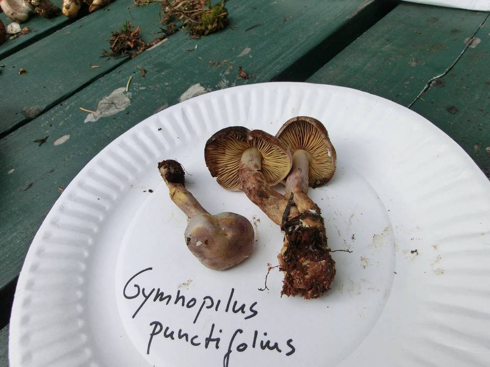 Gymnopilus punctifolius image