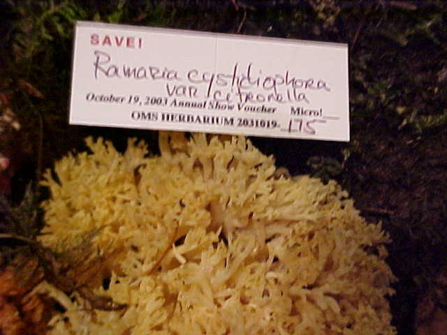 Ramaria cystidiophora var. citronella image