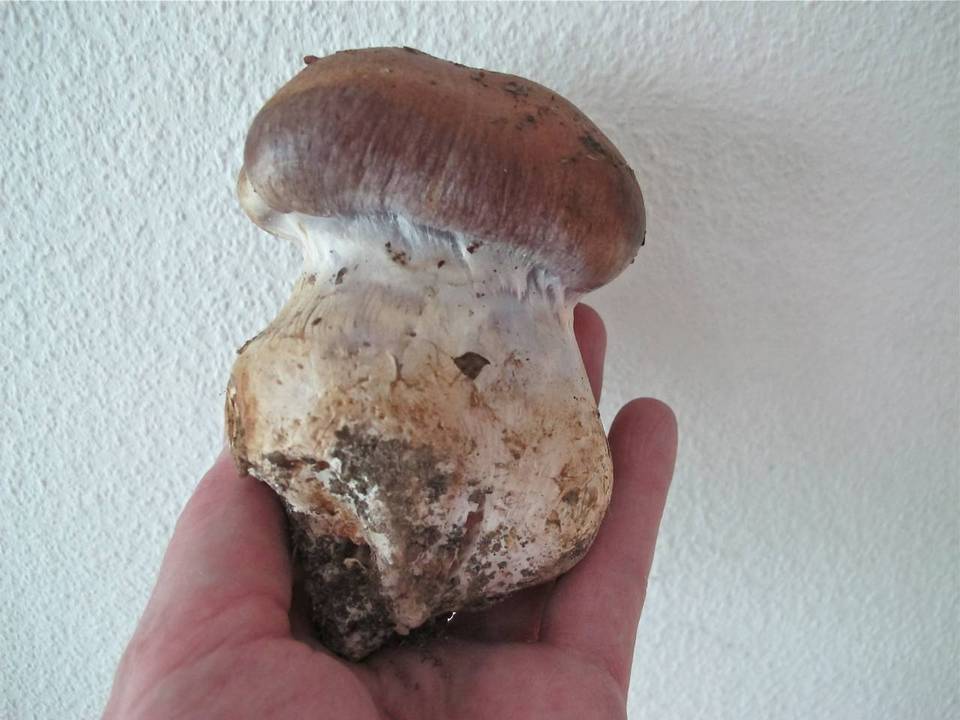 Cortinarius praestans image